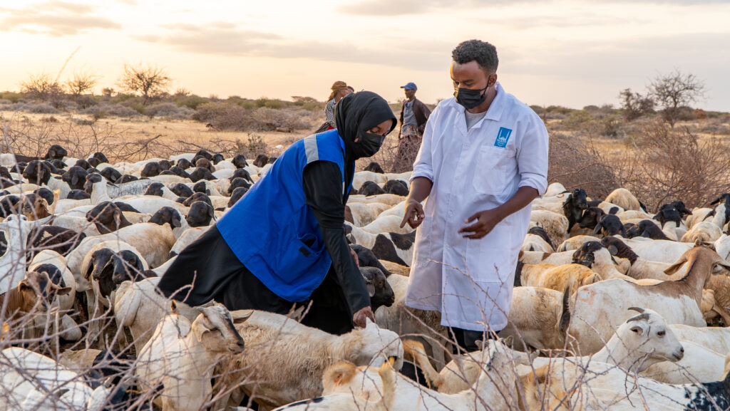 Islamic Relief staff inspecting animals for Qurban, to be sacrificed during Eid Al-Adha