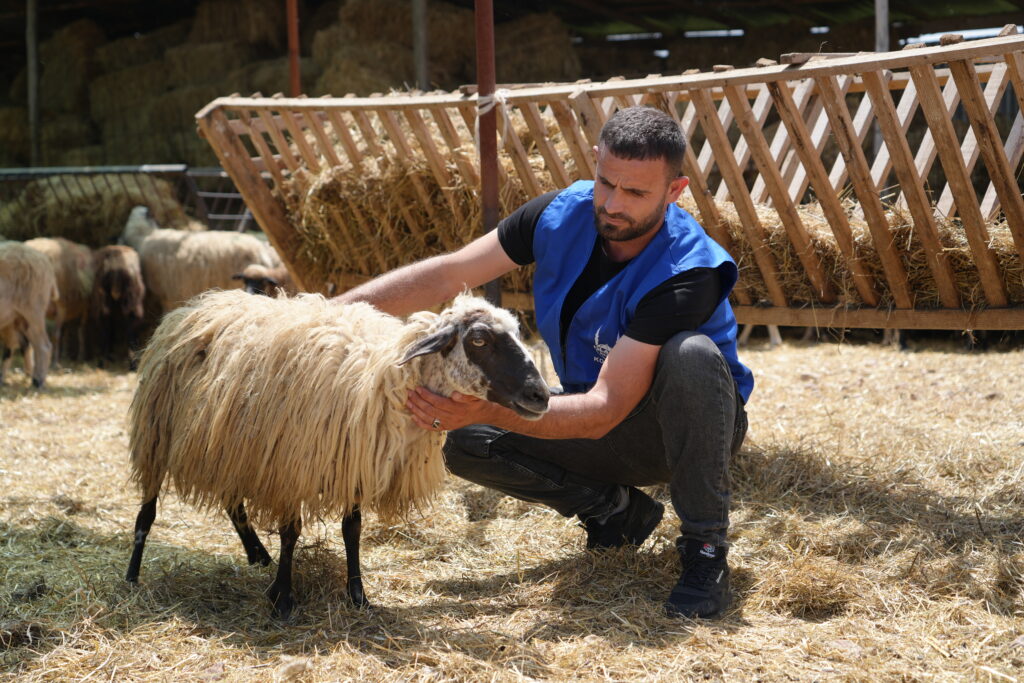 sheep with Islamic Relief staff, inspecting it for qurban