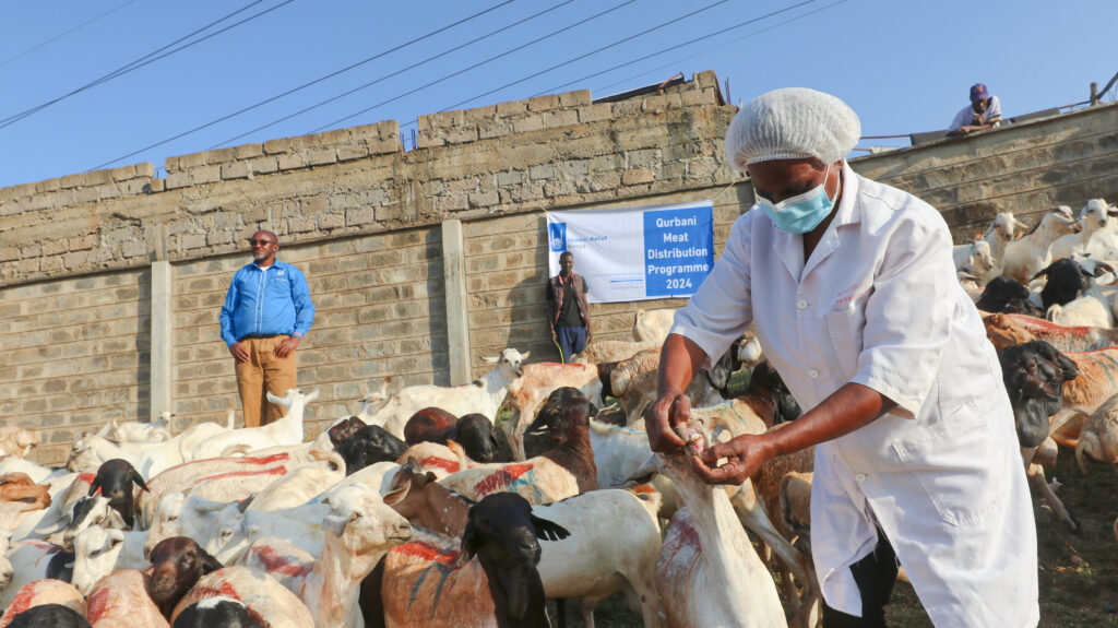 qurban inspection of sheep