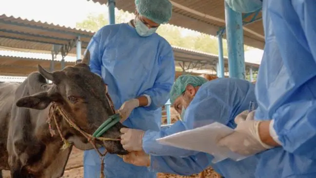 islamic relief staff preparing an animal (cow) for qurban inspection 