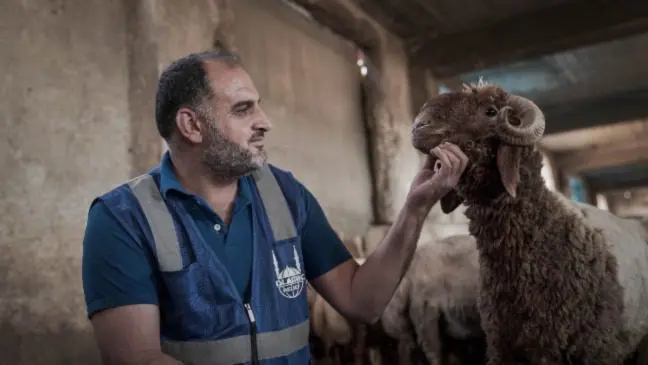 islamic relief staff preparing an animal (sheep) for qurban inspection 