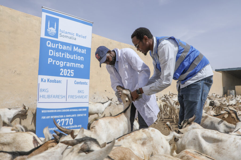 Islamic Relief staff inspecting animals for Qurban, to be sacrificed during Eid Al-Adha